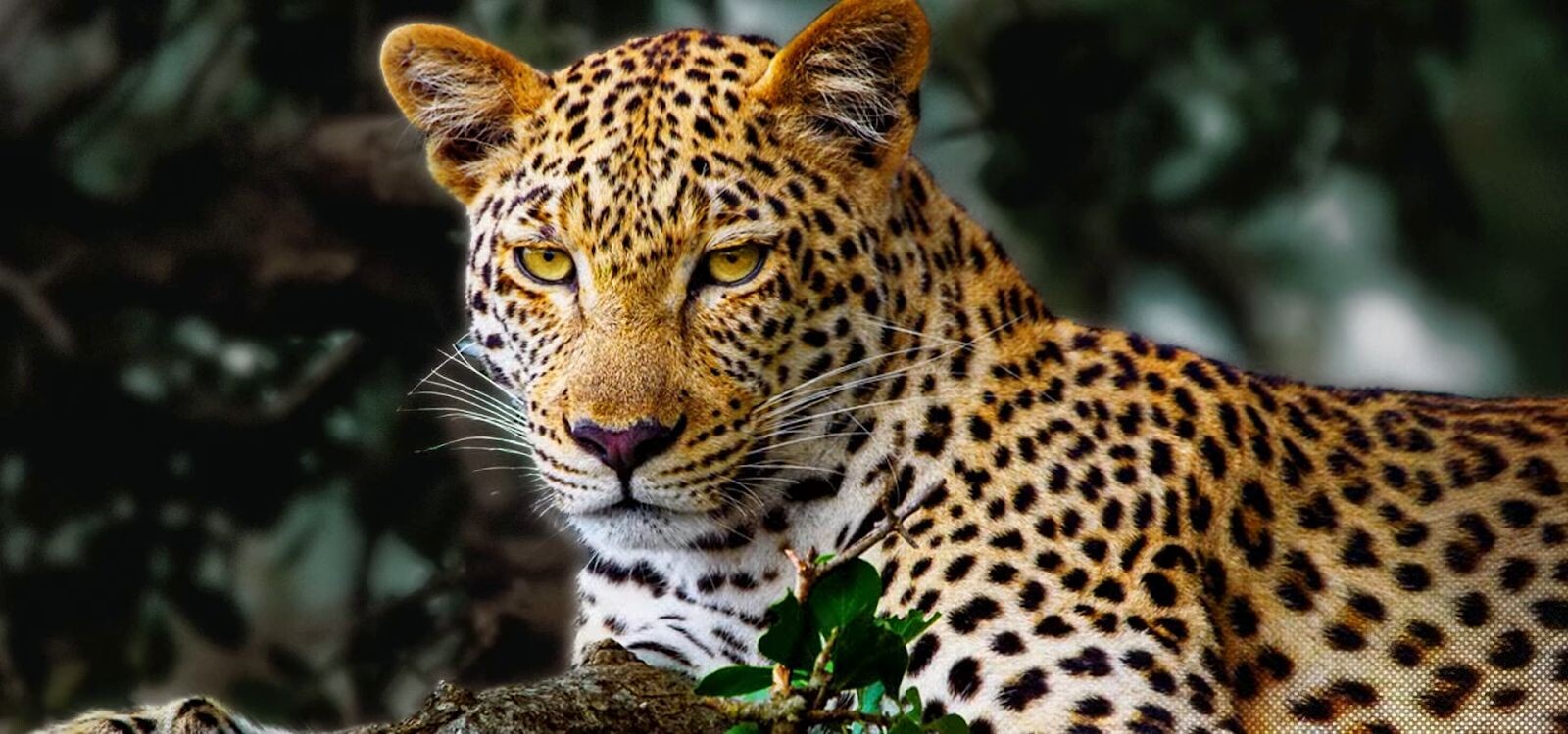 AI Picture Pro sử dụng công nghệ AI Super Upscaling và OLED Dynamic Tone Mapping