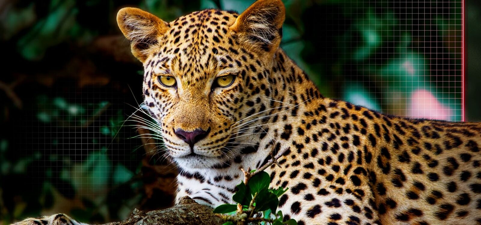 Công nghệ AI Picture Pro mang đến cả thế giới chân thực, giải trí 