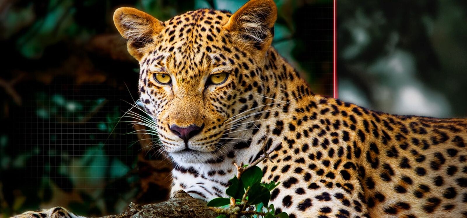 AI Picture Pro sẽ đem cả thế giới về trước mắt bạn